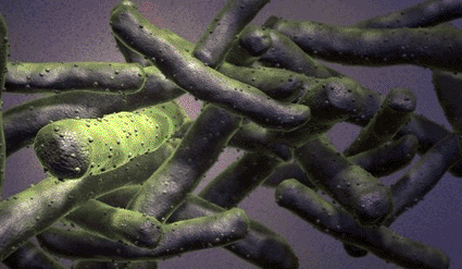 Image: A stylized scanning electron microscopic image of mycobacterium tuberculosis (Photo courtesy of Medical RF.com).